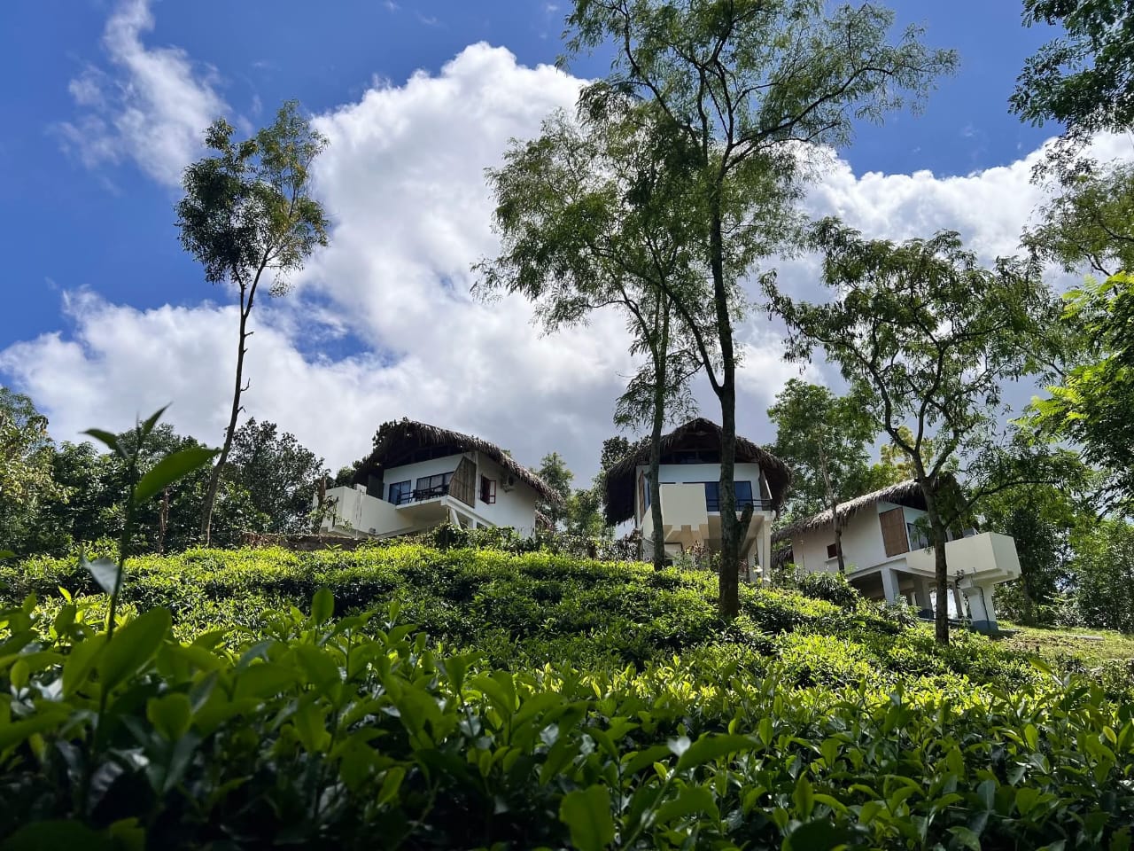 Lush Forest